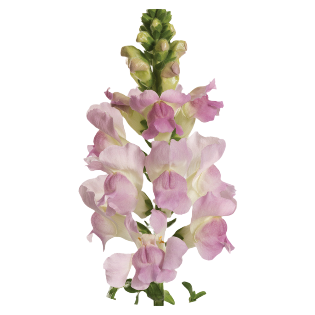 Snapdragon Legend Light Pink F1