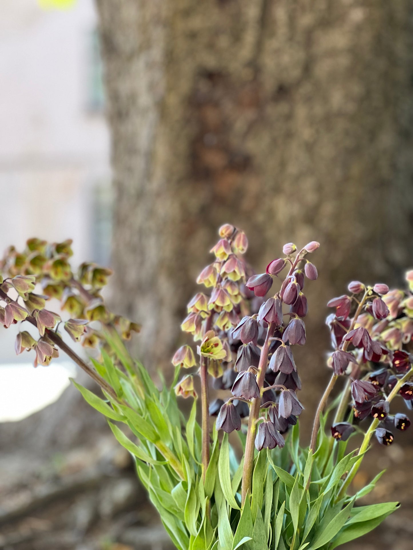 Fritillaria persica Magic Bells