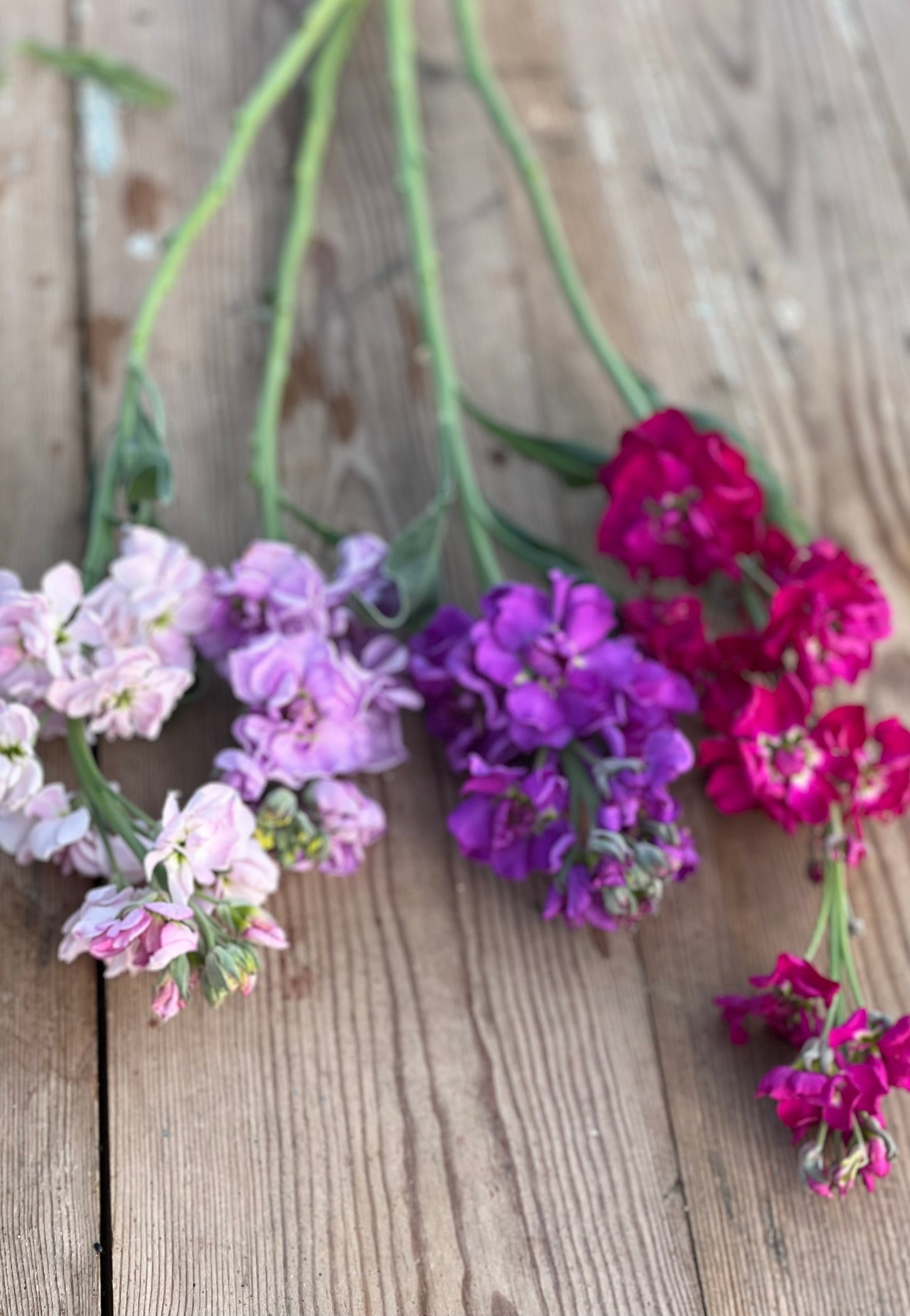 Matthiola incana Katz Crimson