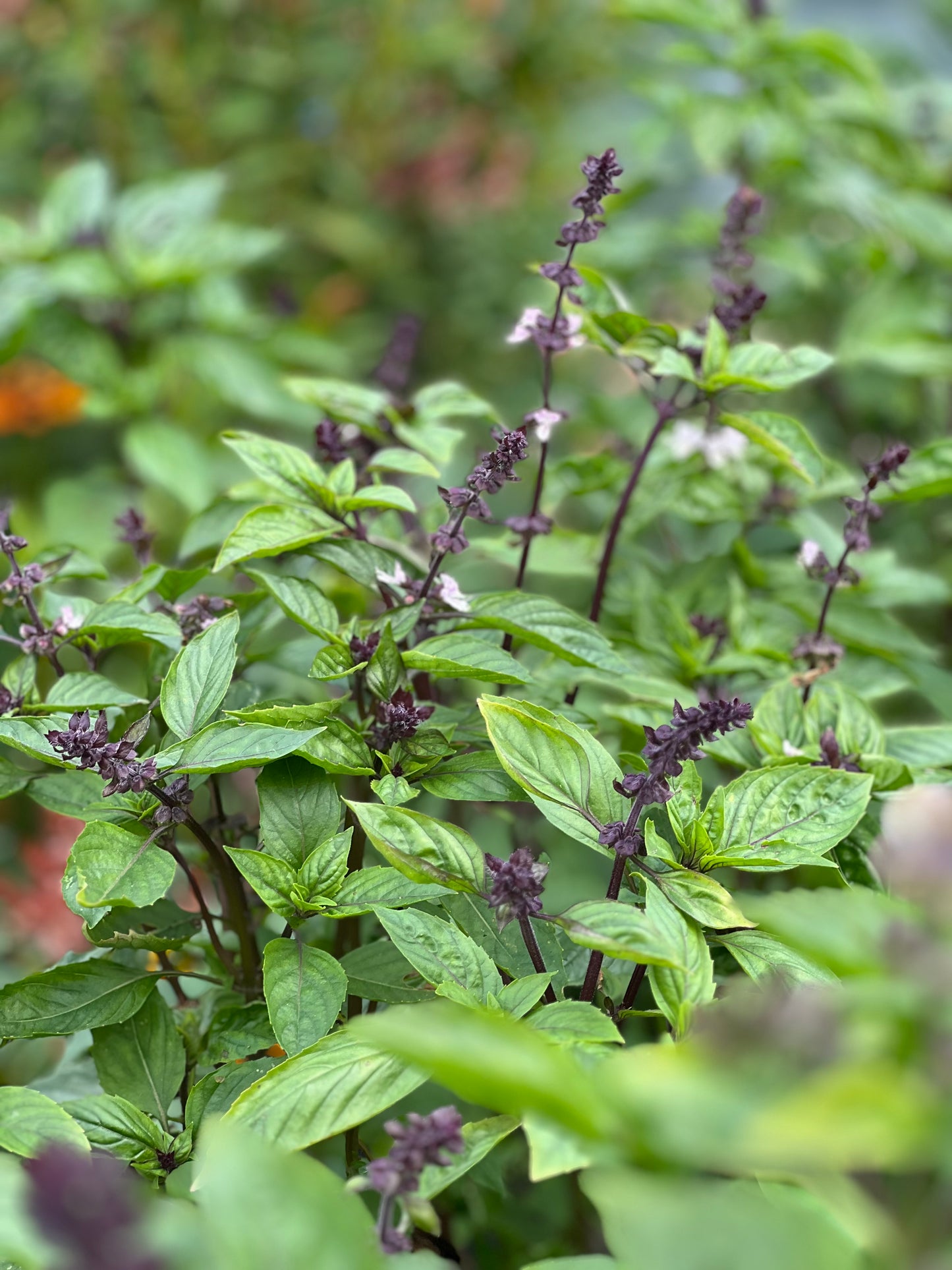 Cinnamon basil | Ocimum basilicum Cinnamon