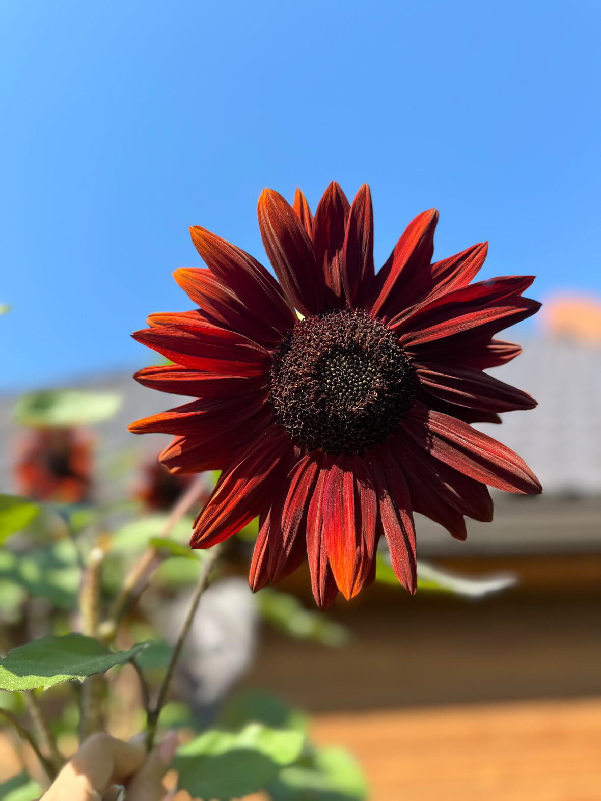 Sunflower Tall Red Sun