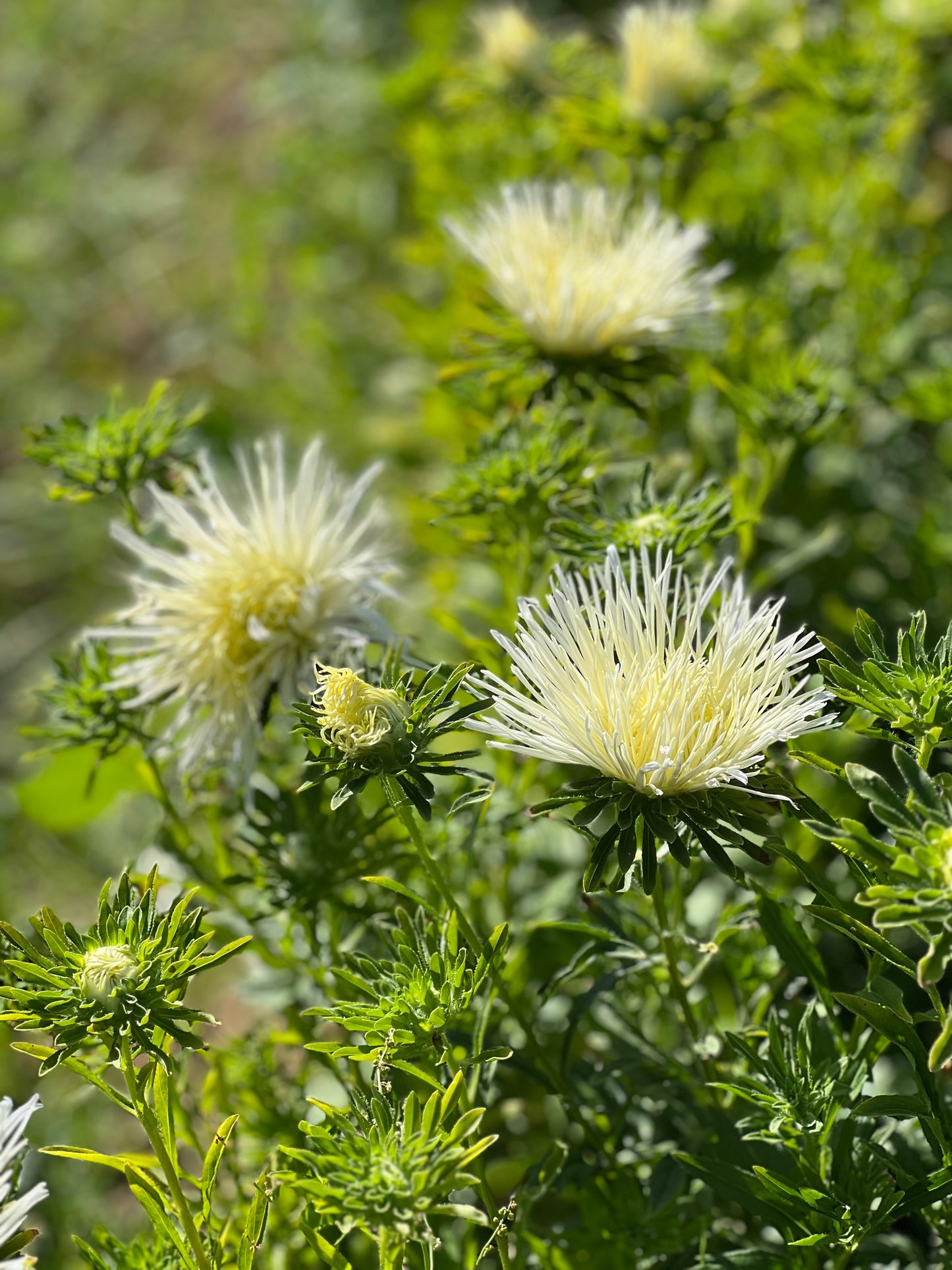 Aster Valkyrie Isolde, white.