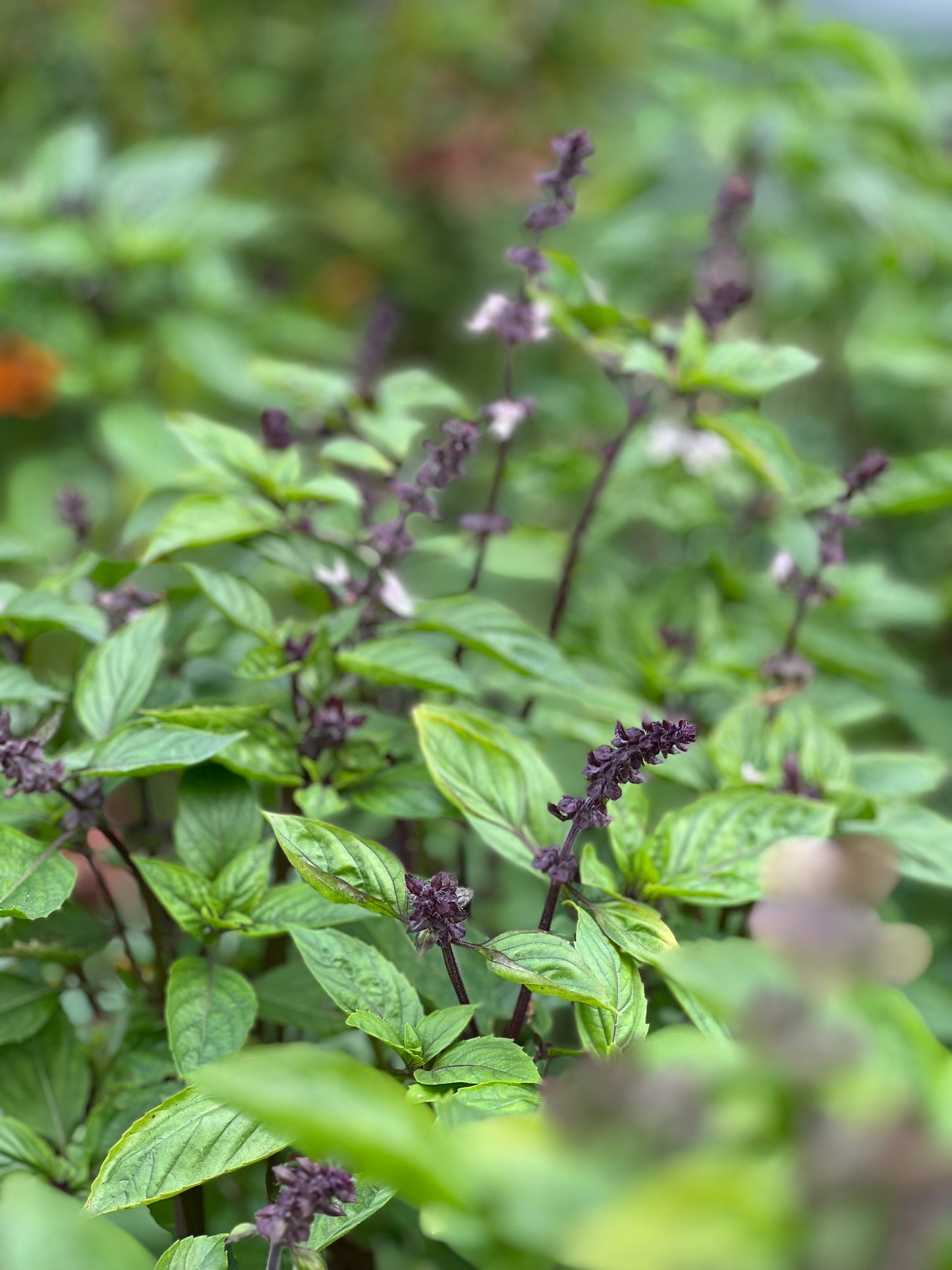 Cinnamon basil | Ocimum basilicum Cinnamon