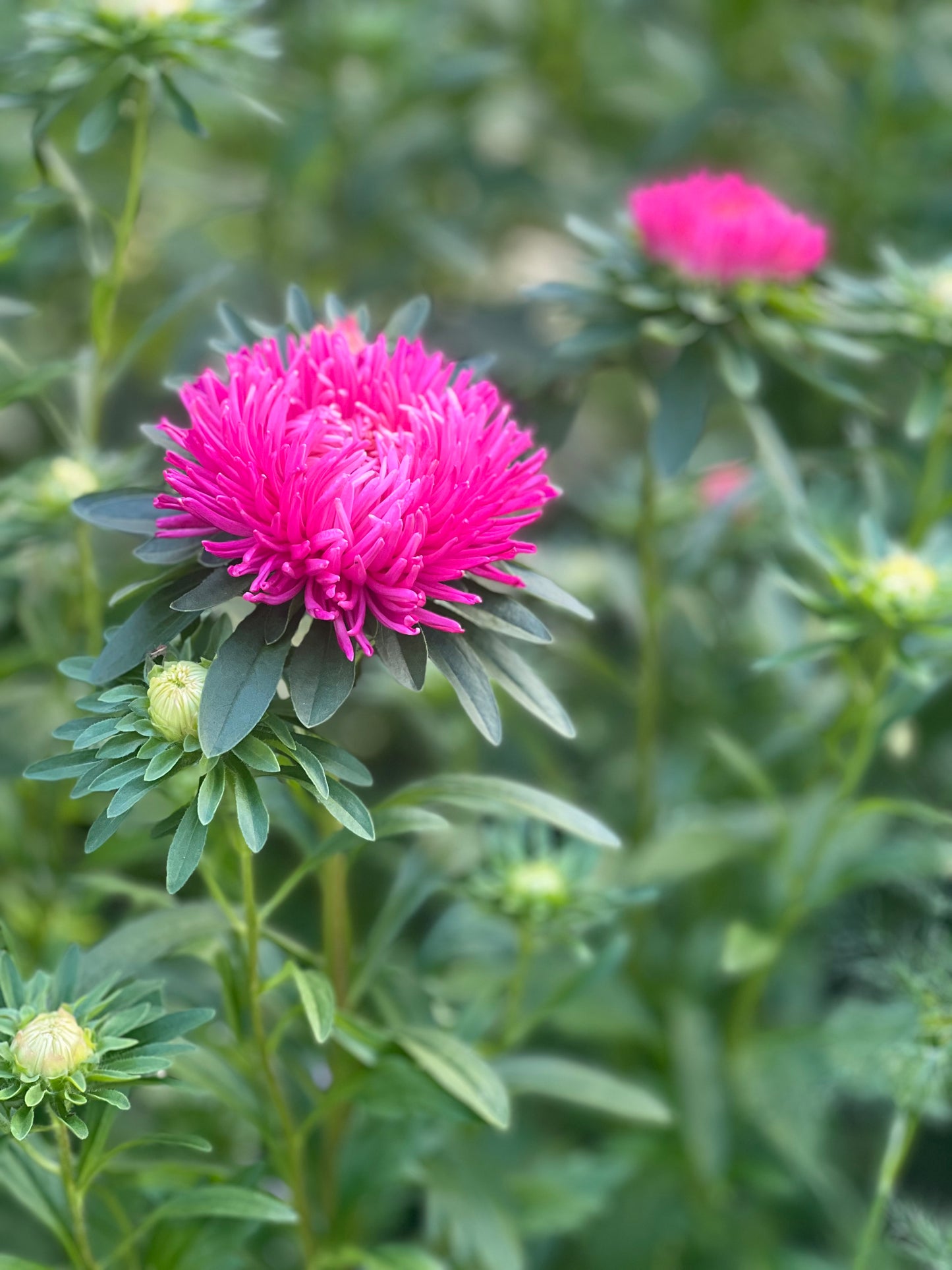 Aster NEW Syringa Terra-cotta.