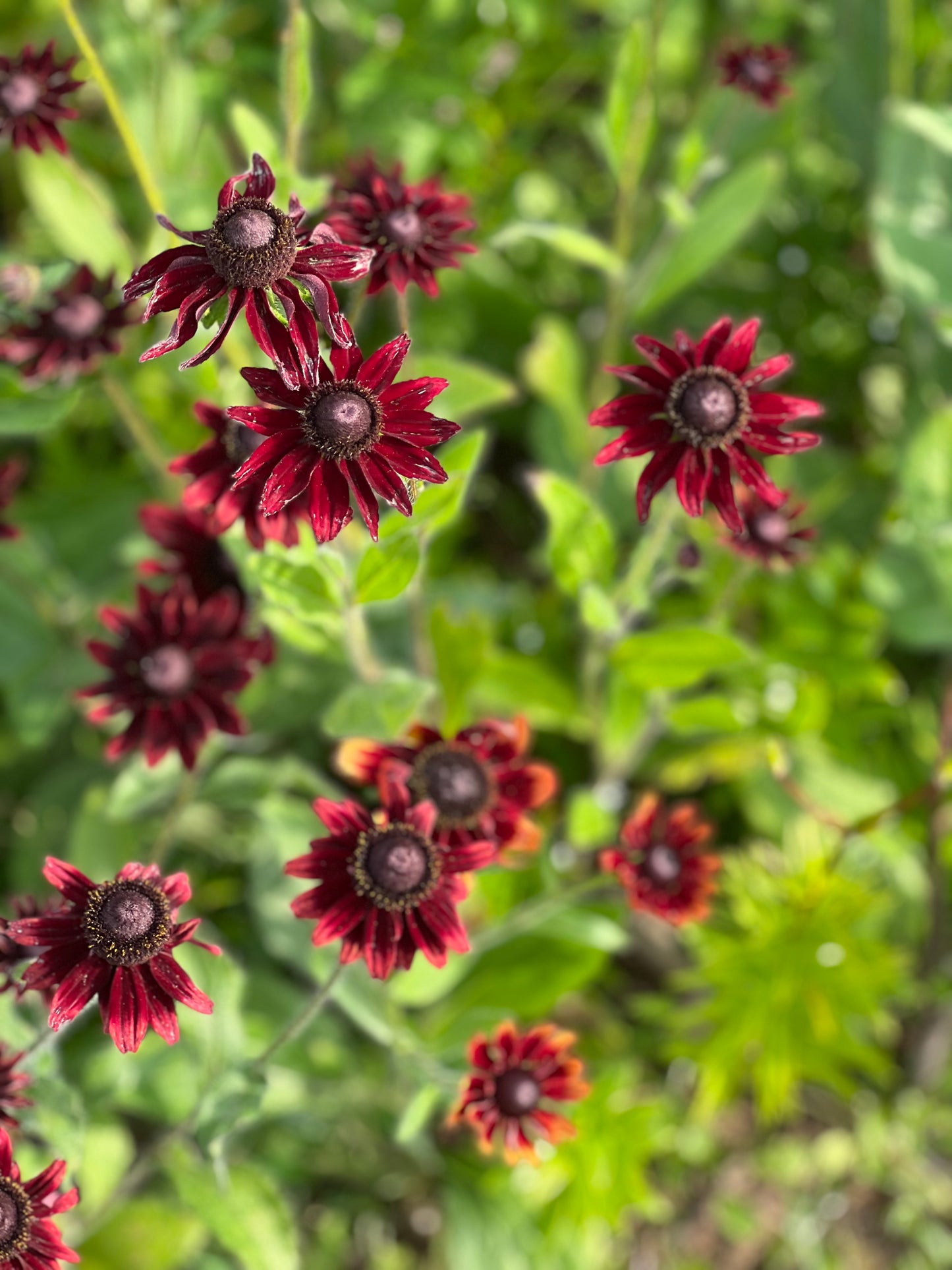 Rudbeckia hirta Cherry Brandy