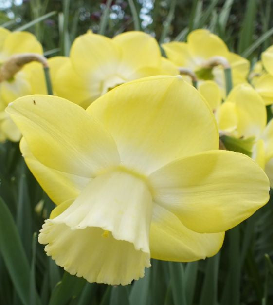 Narcissus Avalon