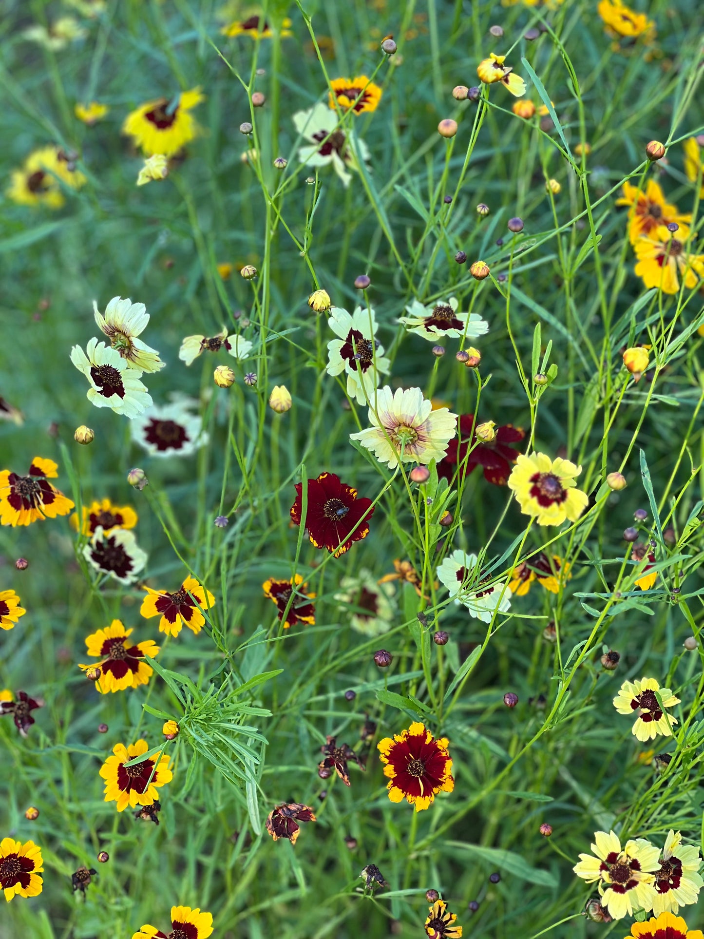 Coreopsis x hybrida Incredible! Tall Mix