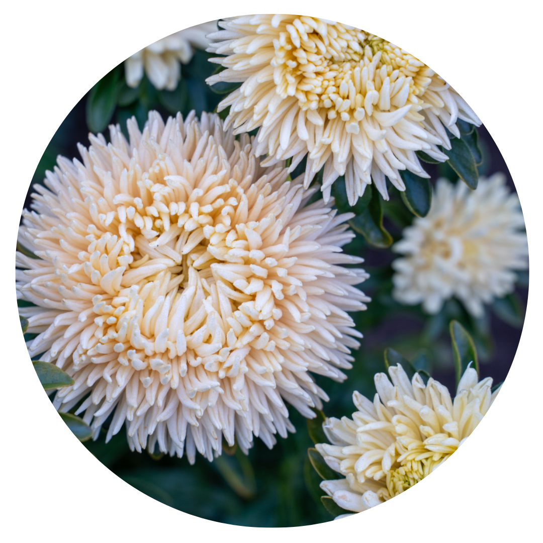 Aster Lady Coral® Golden