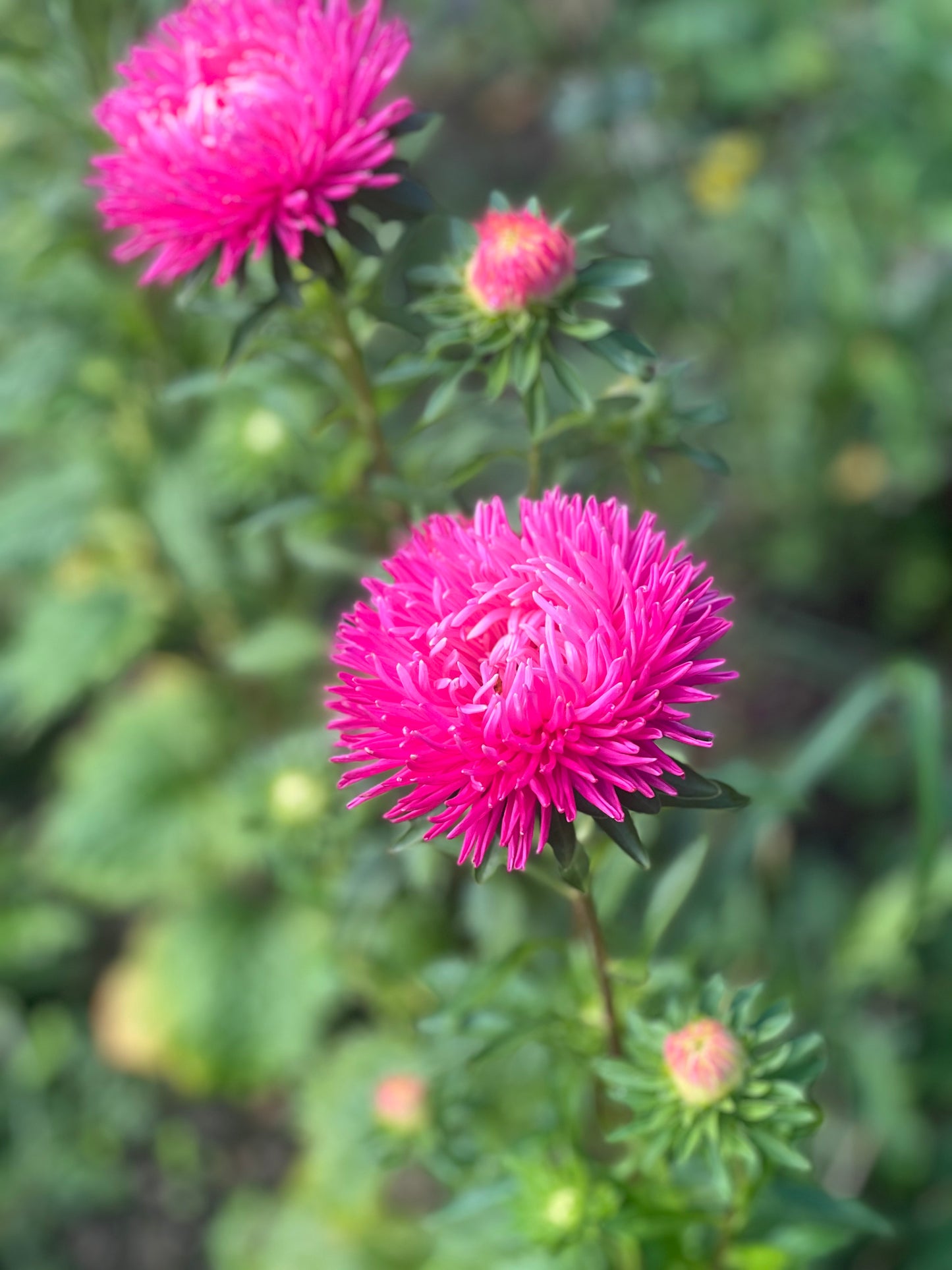 Aster NEW Syringa Terra-cotta.