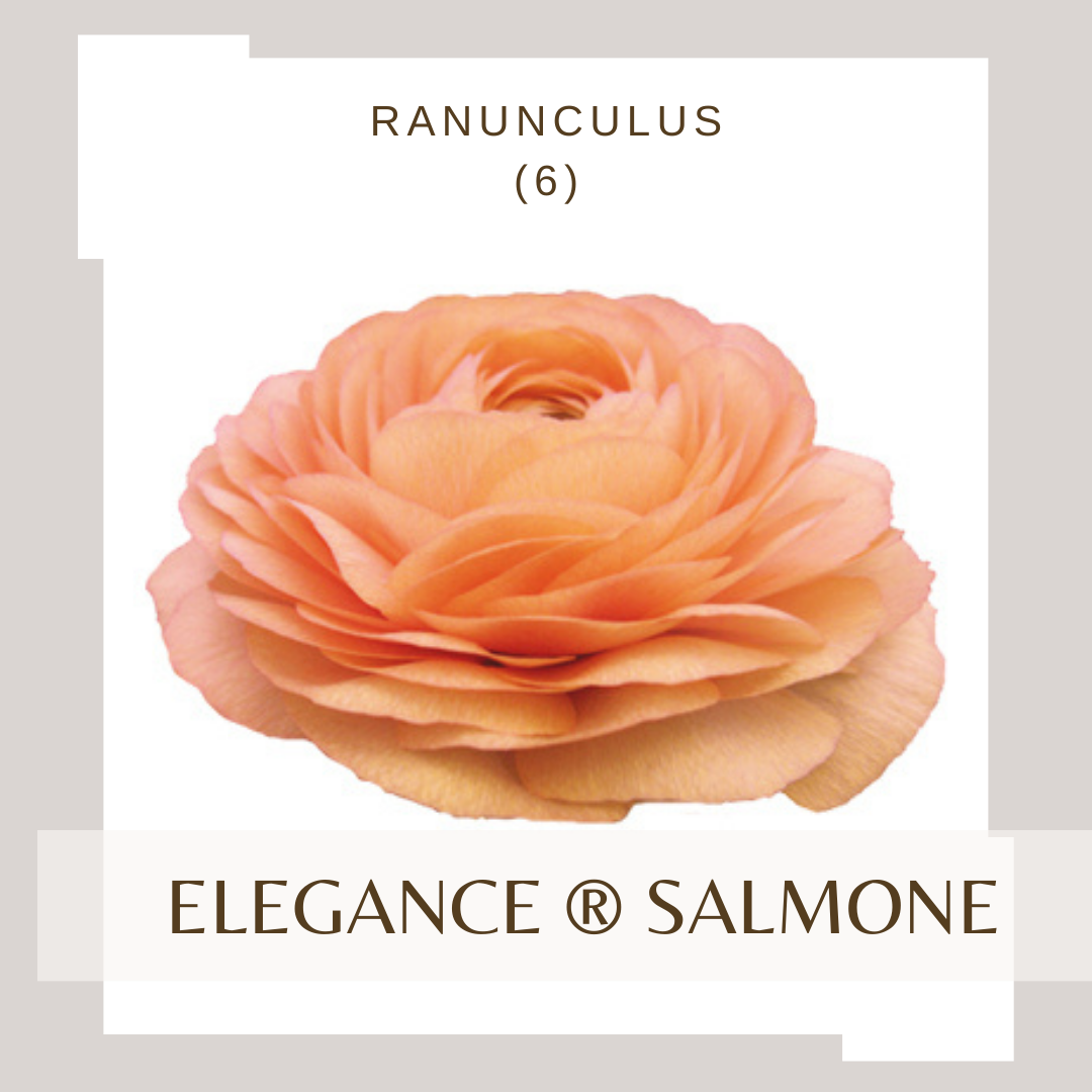Ranunculus Elegance® SALMONE