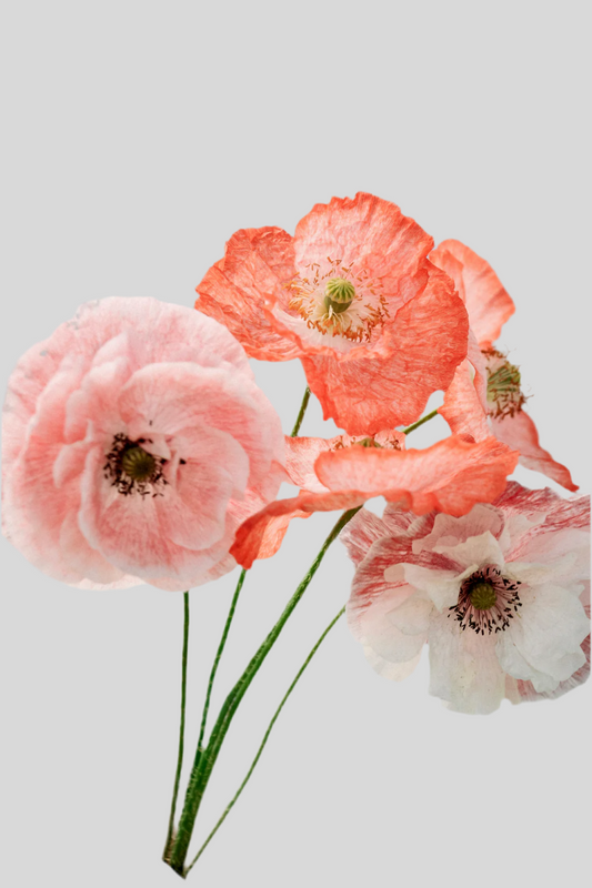 Papaver rhoeas Mother of Pearl