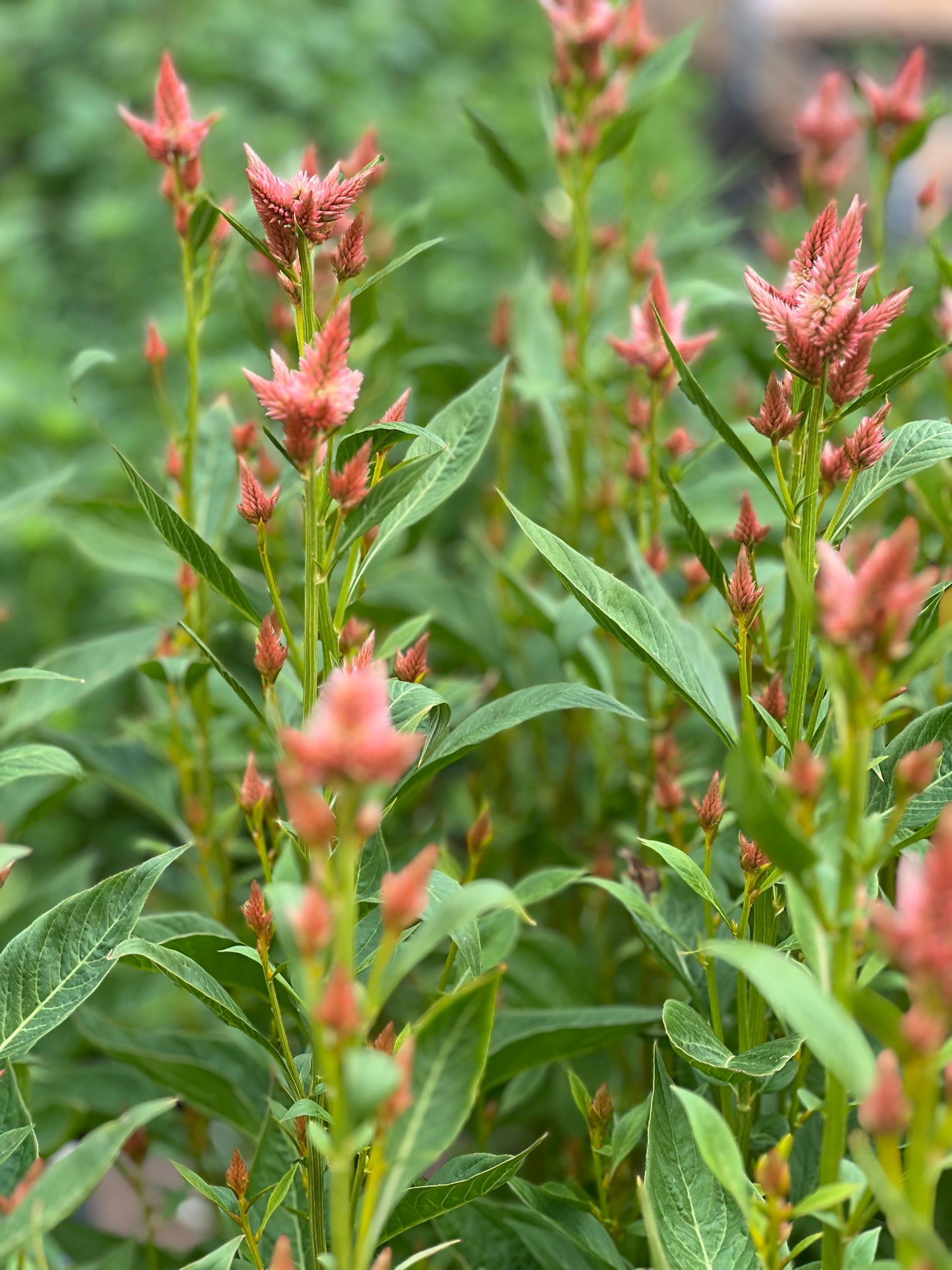 Celosia spicata Celway-Lachs