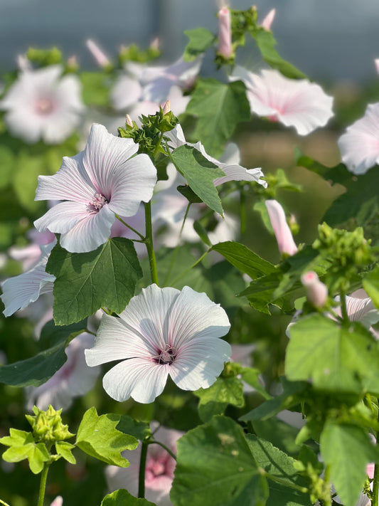 Lavatera 'Silver Blush'