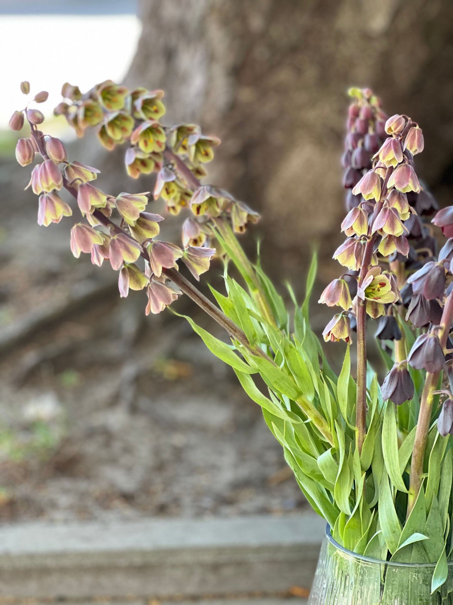 Fritillaria persica Magic Bells