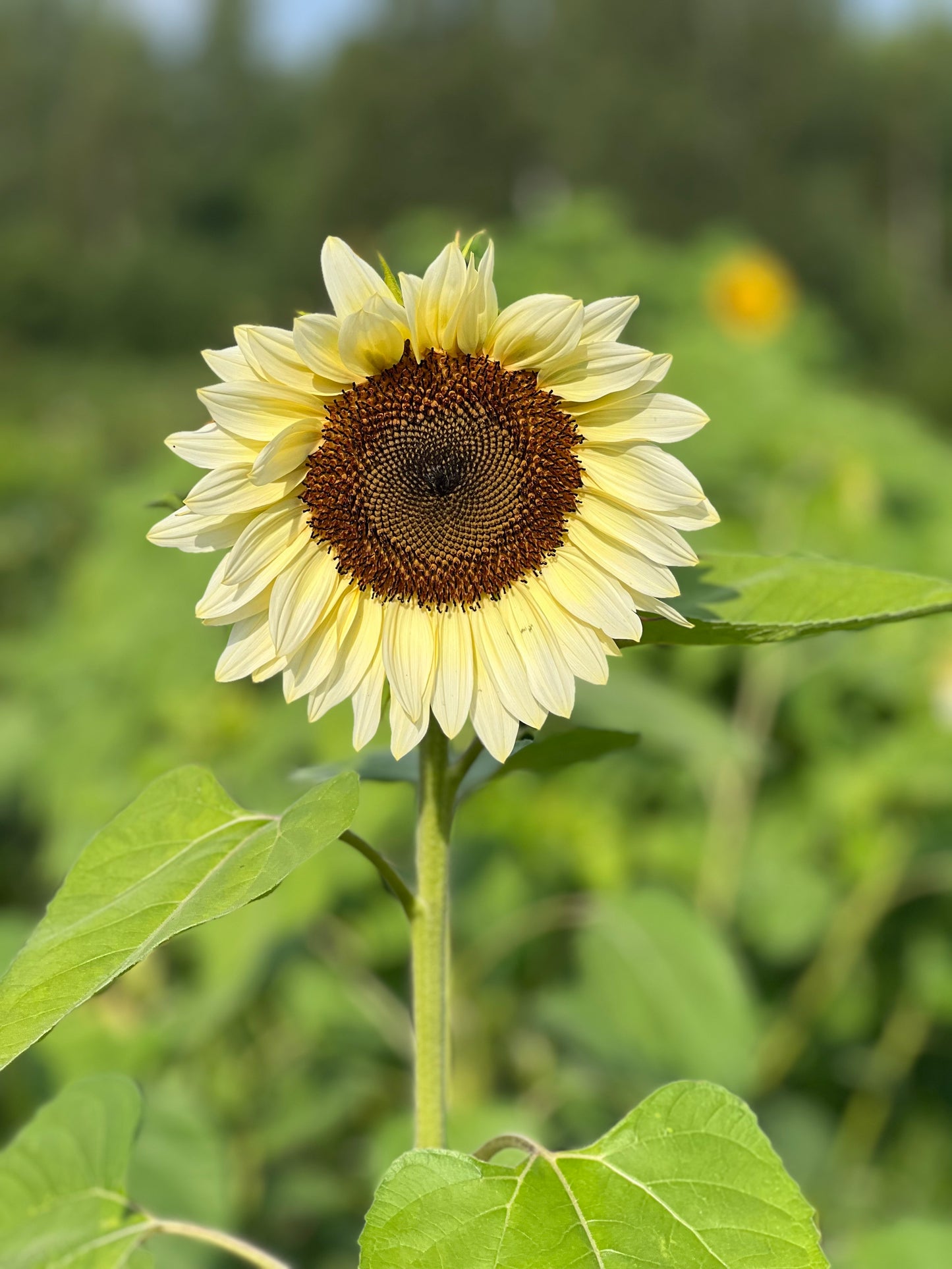 Sunflower ProCut® White Nite F1