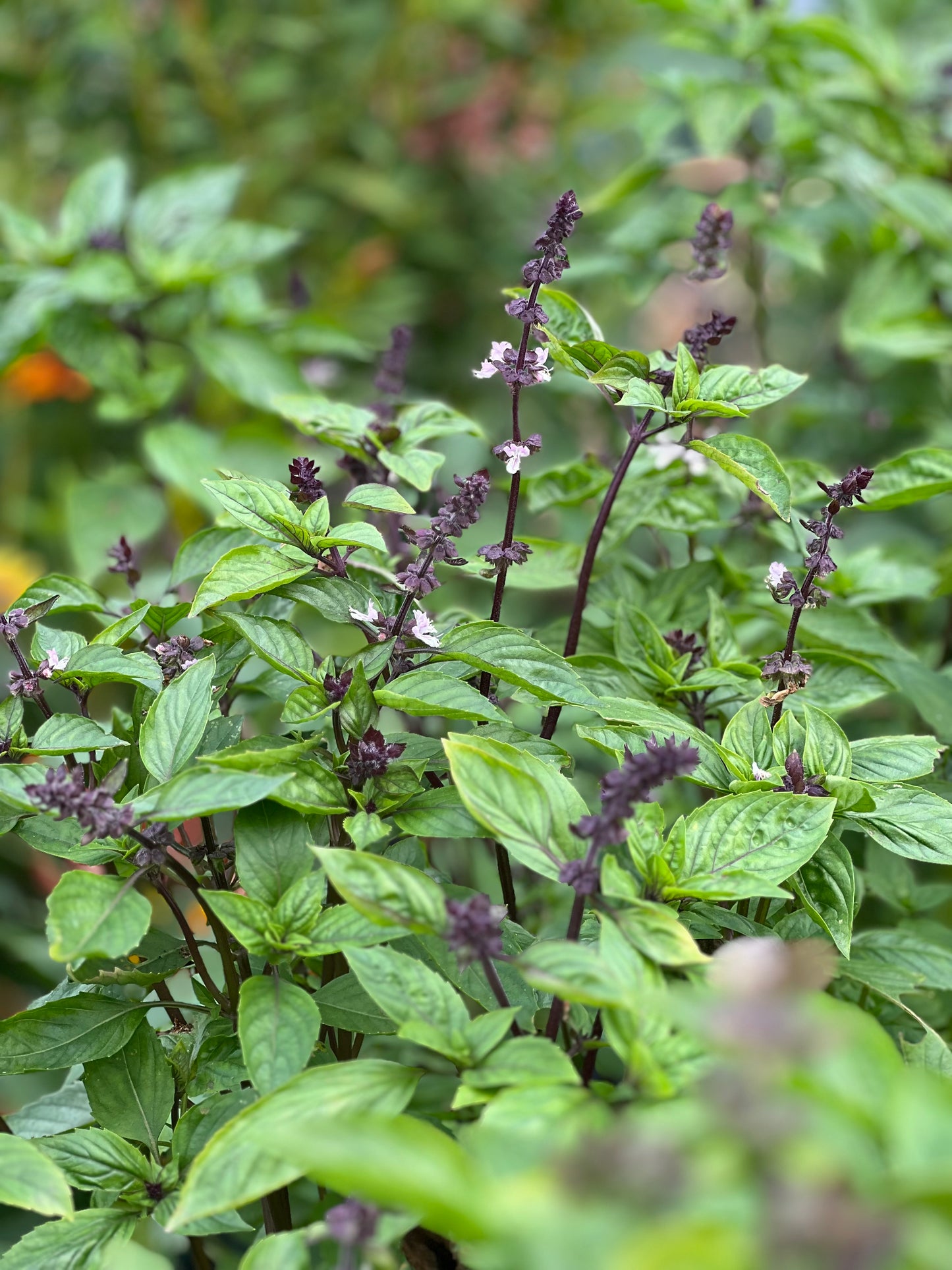 Cinnamon basil | Ocimum basilicum Cinnamon