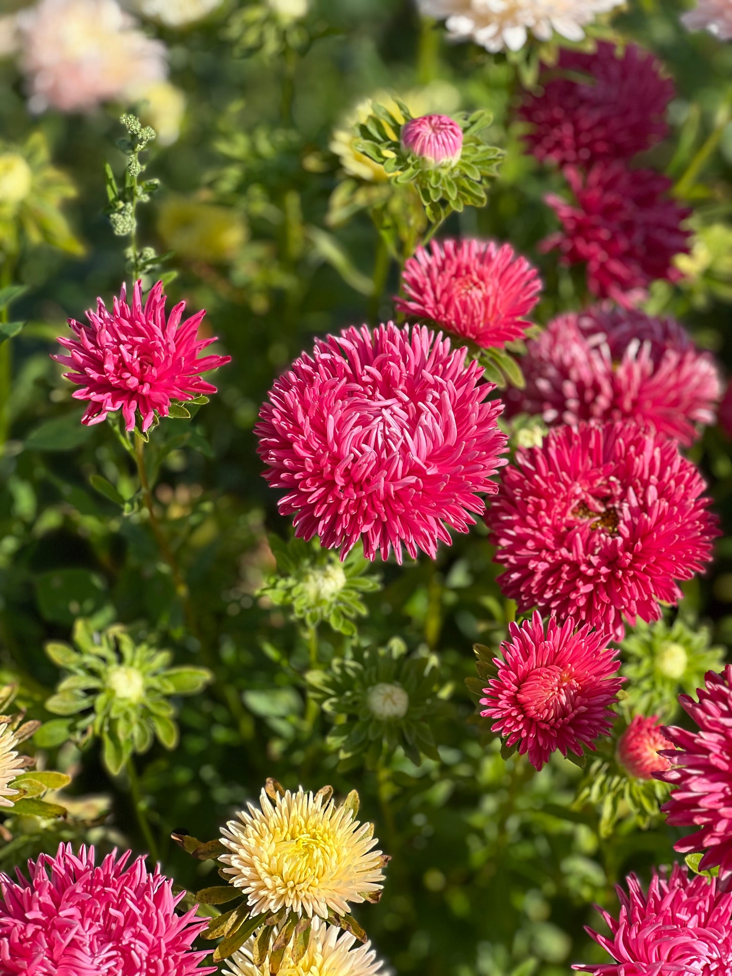 Aster NEW Syringa Terra-cotta.