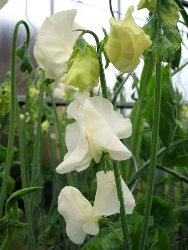 Lathyrus odoratus Spring Sunshine Cream therapyofflowers.com