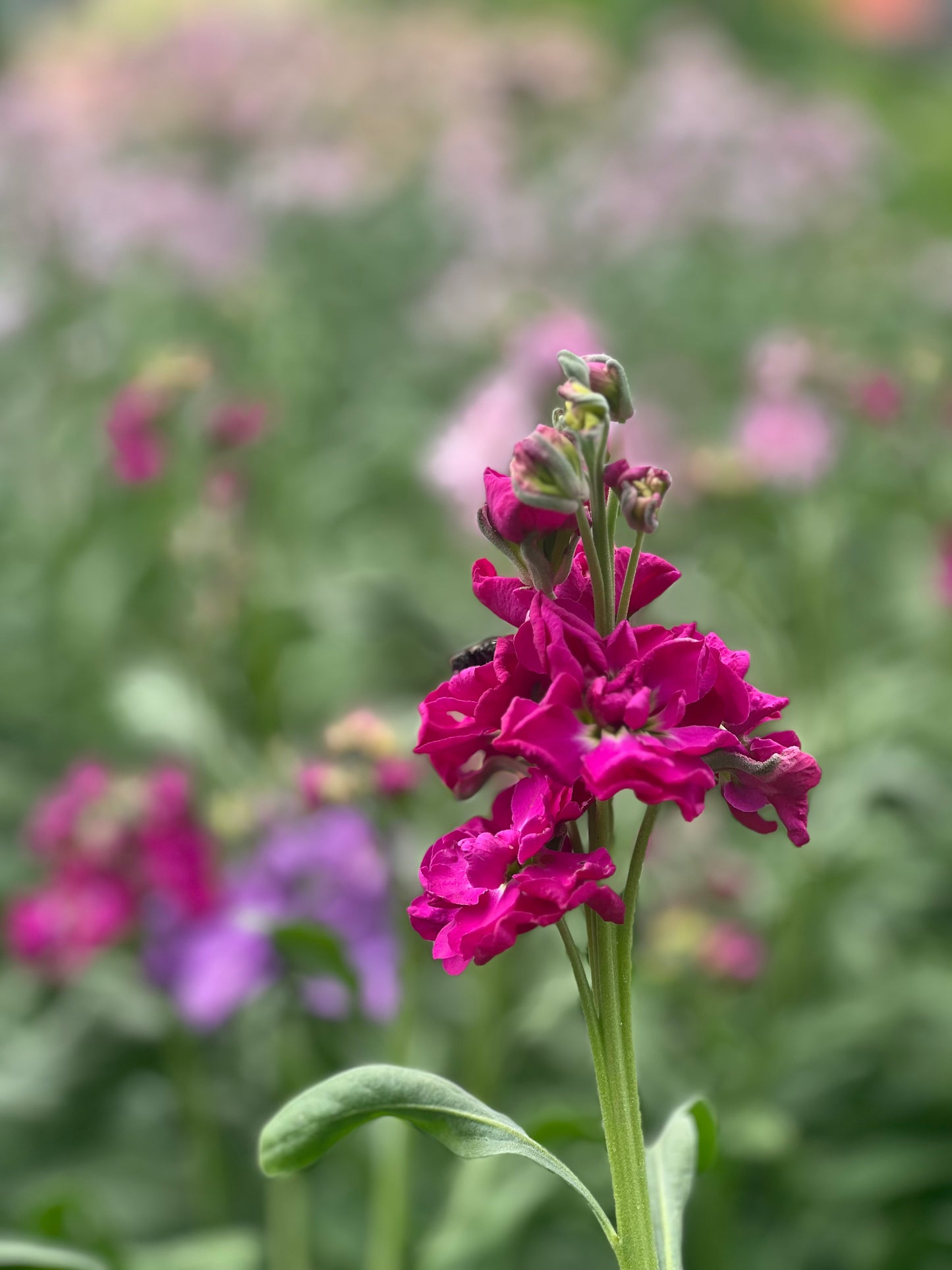 Matthiola incana Katz Crimson