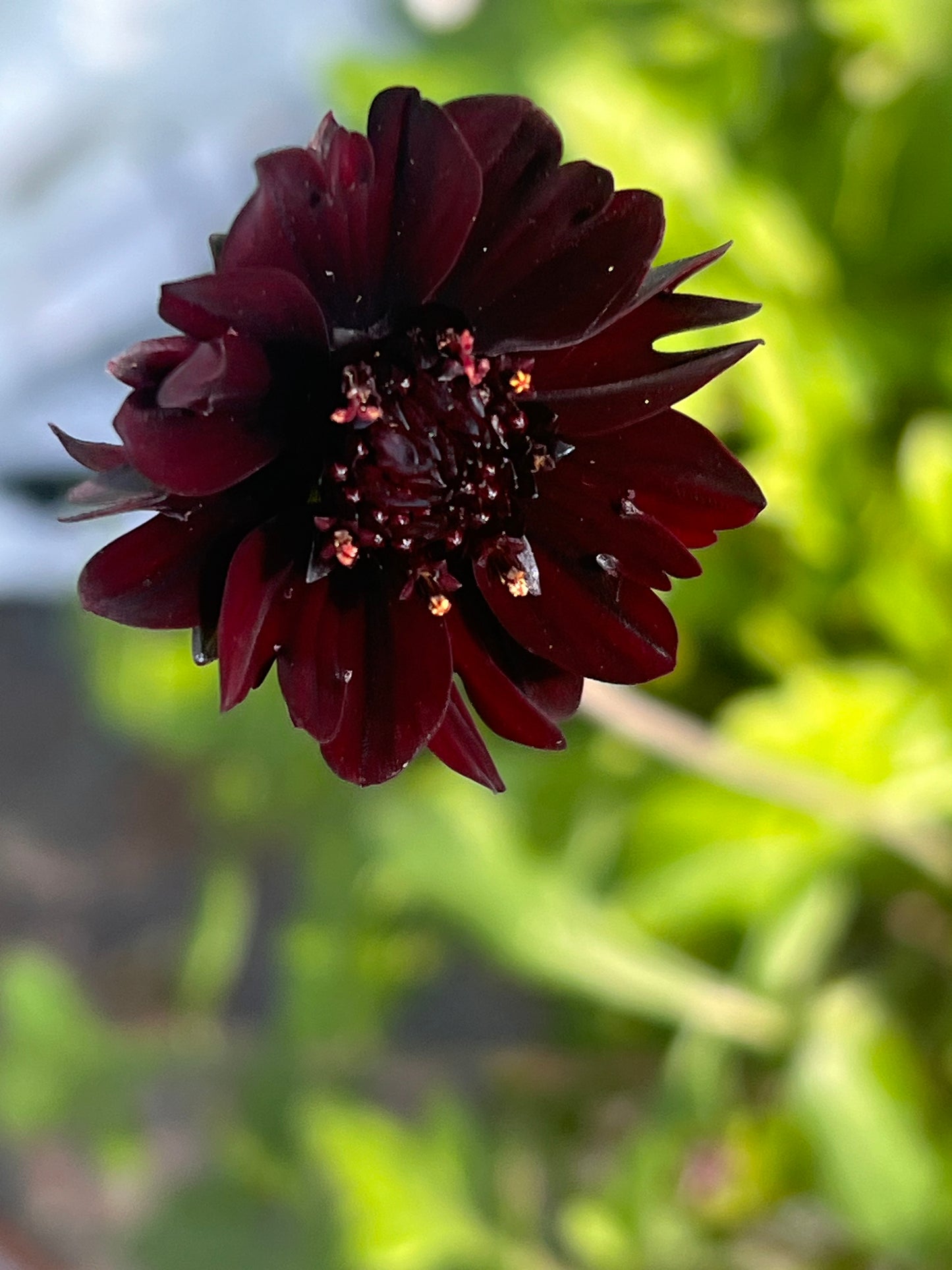 Cosmos atrosanguineus Black Magic