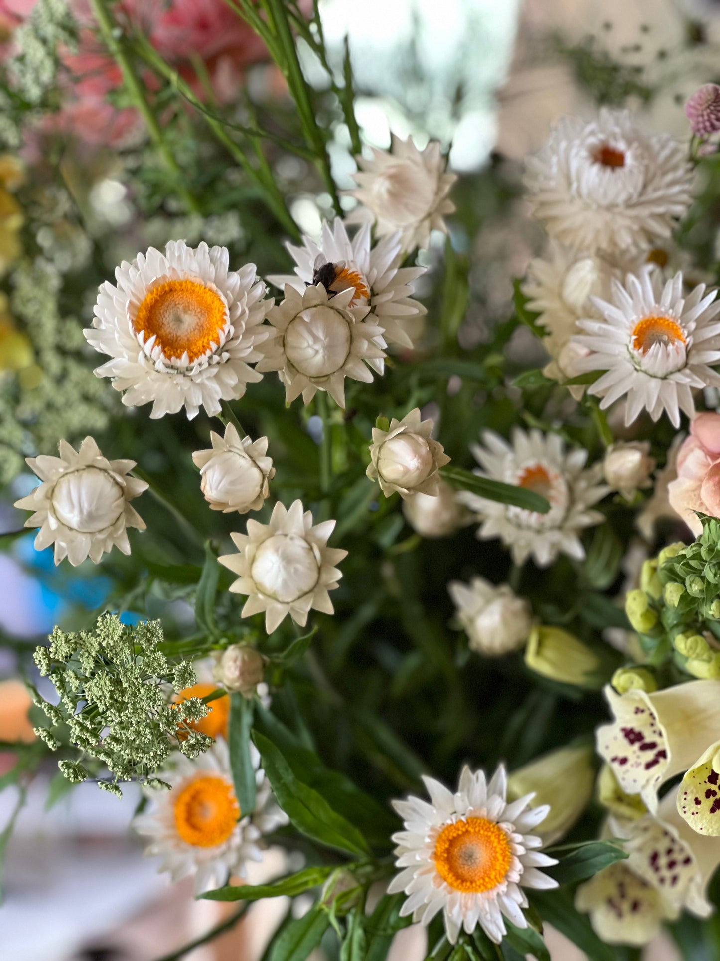 Helichrysum bracteatum |Strawflower White