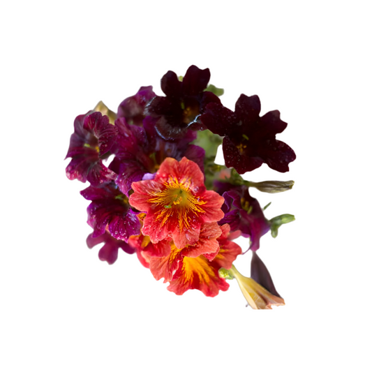 Salpiglossis sinuata Royale Mix