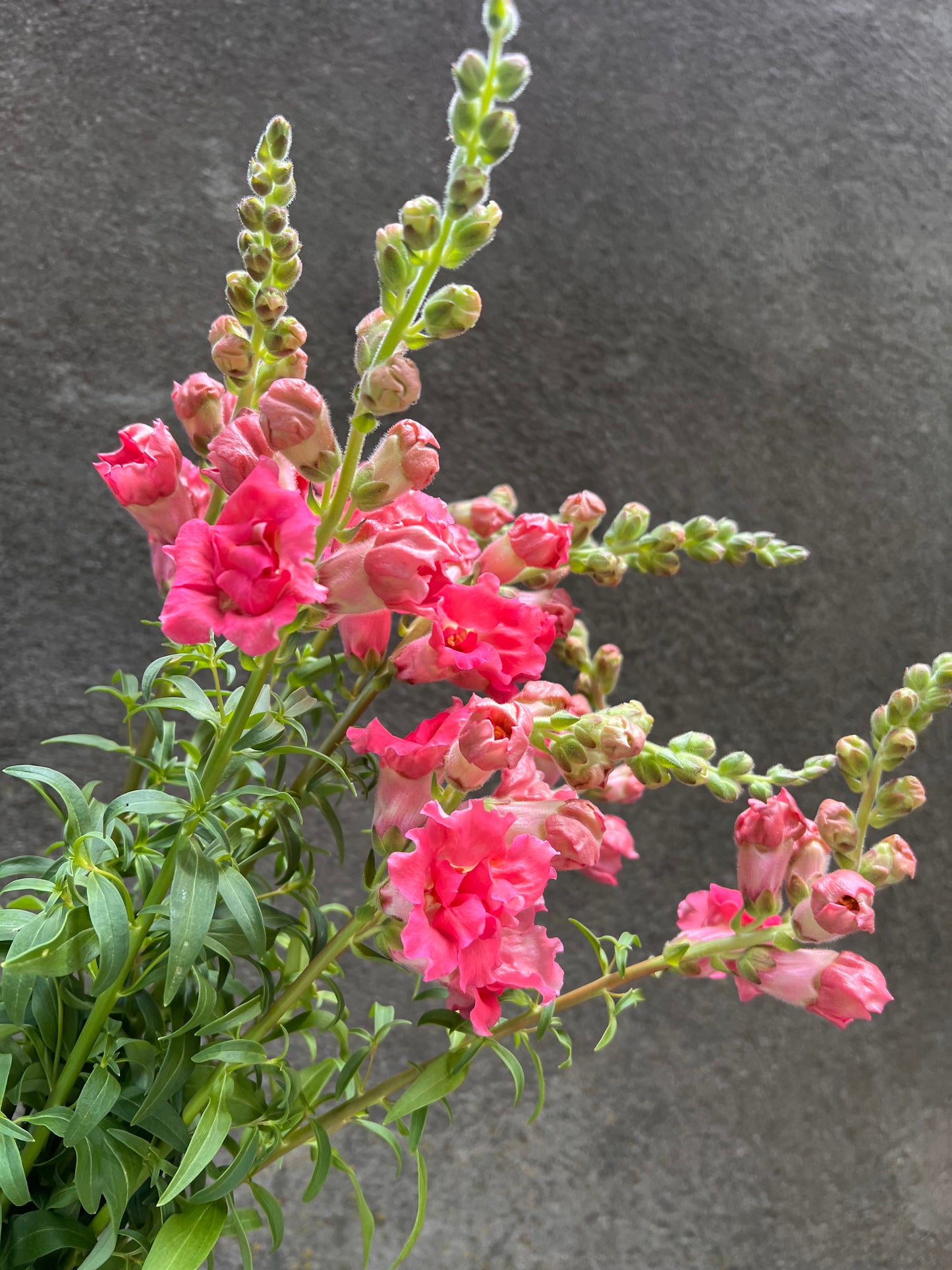 Snapdragon Madame Butterfly Rose