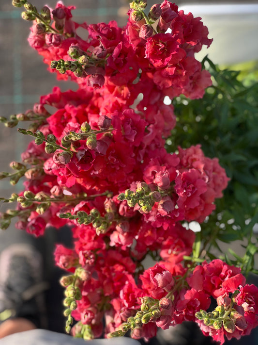 Antirrhinum |
Snapdragon Madame Butterfly RED Flowers