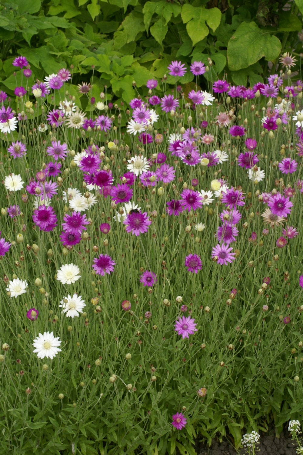 Xeranthemum annuum double Choice Mixed