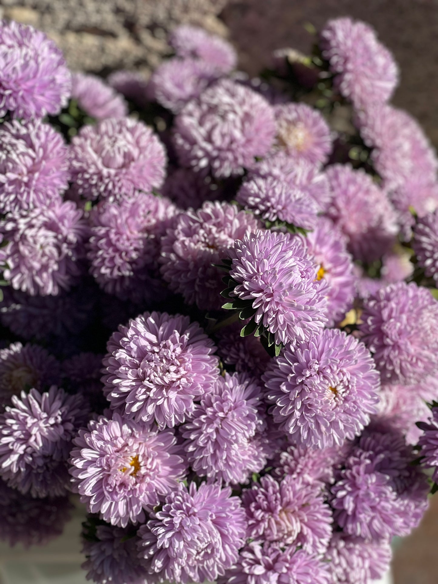 Aster Lady Coral® Lavender.