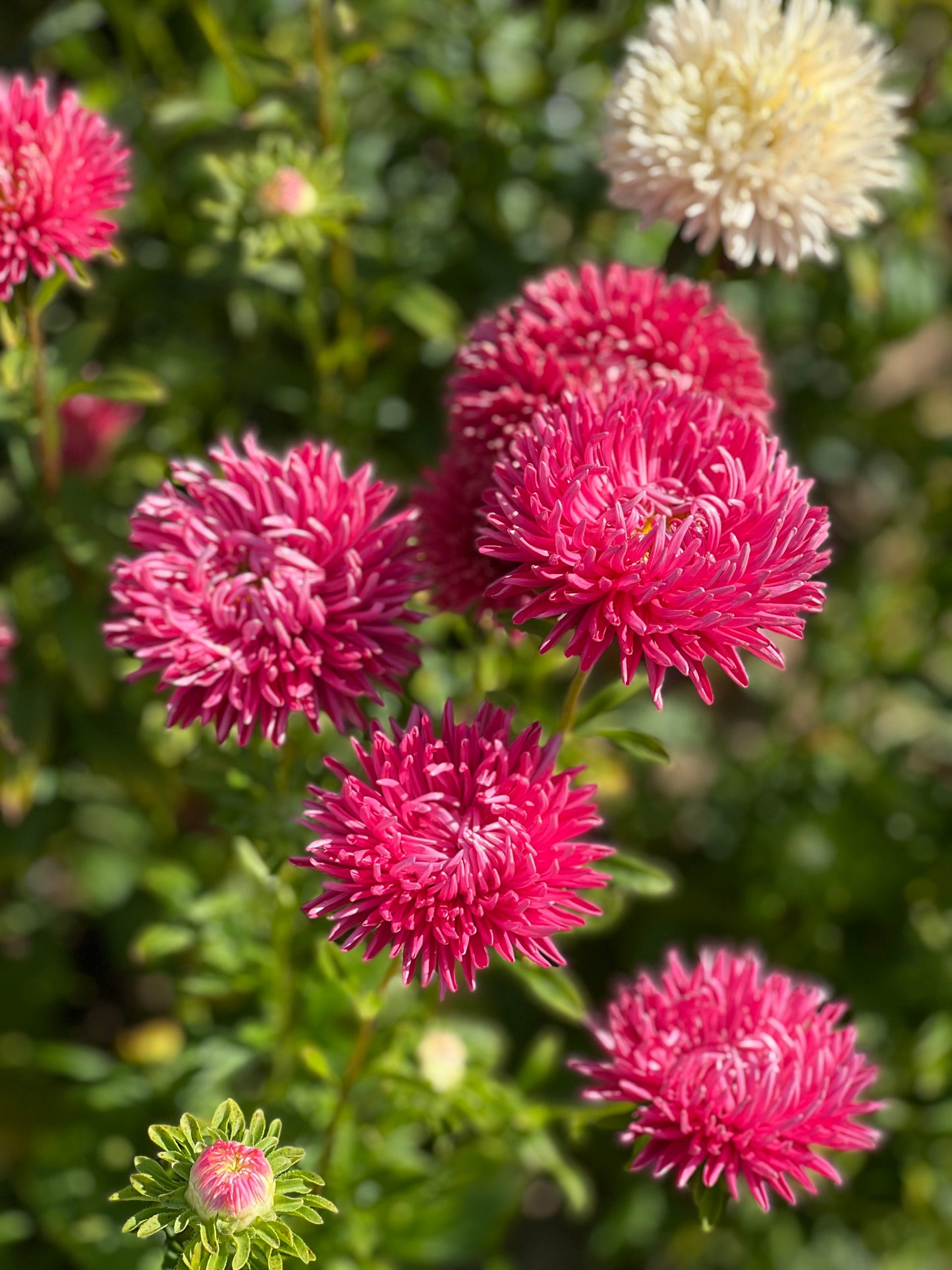 Aster NEW Syringa Terra-cotta.