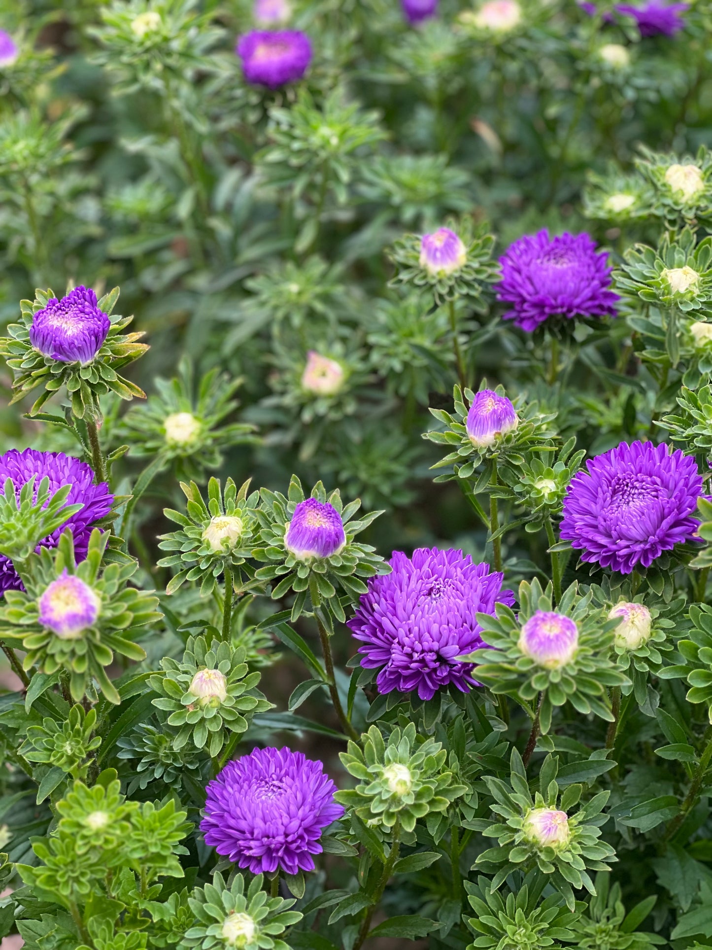 Aster Lady Coral® Dark Blue FS.