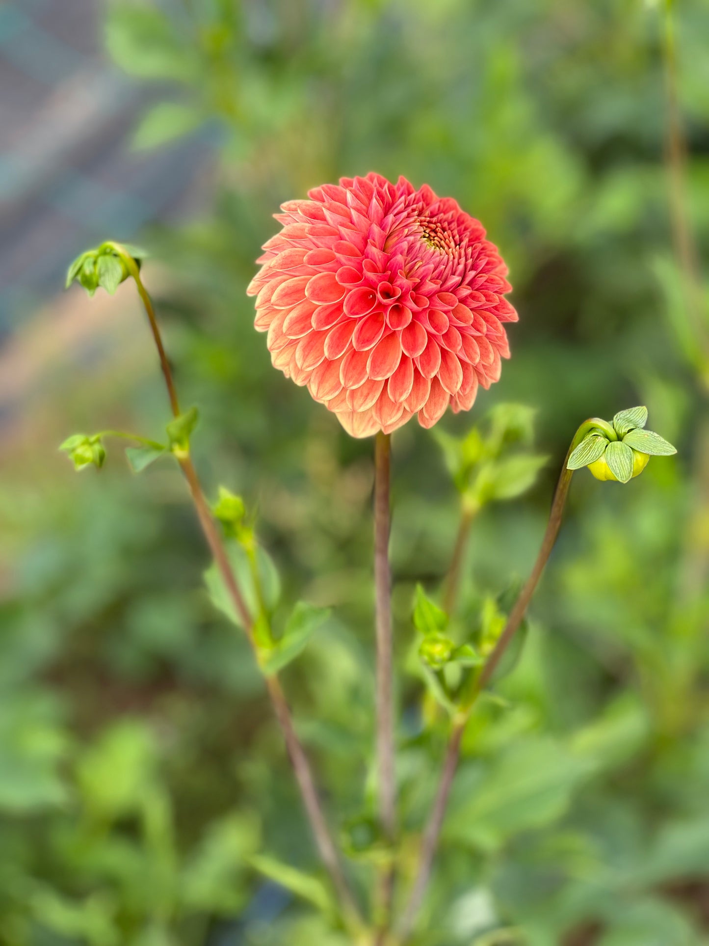 Dahlia Beatrice