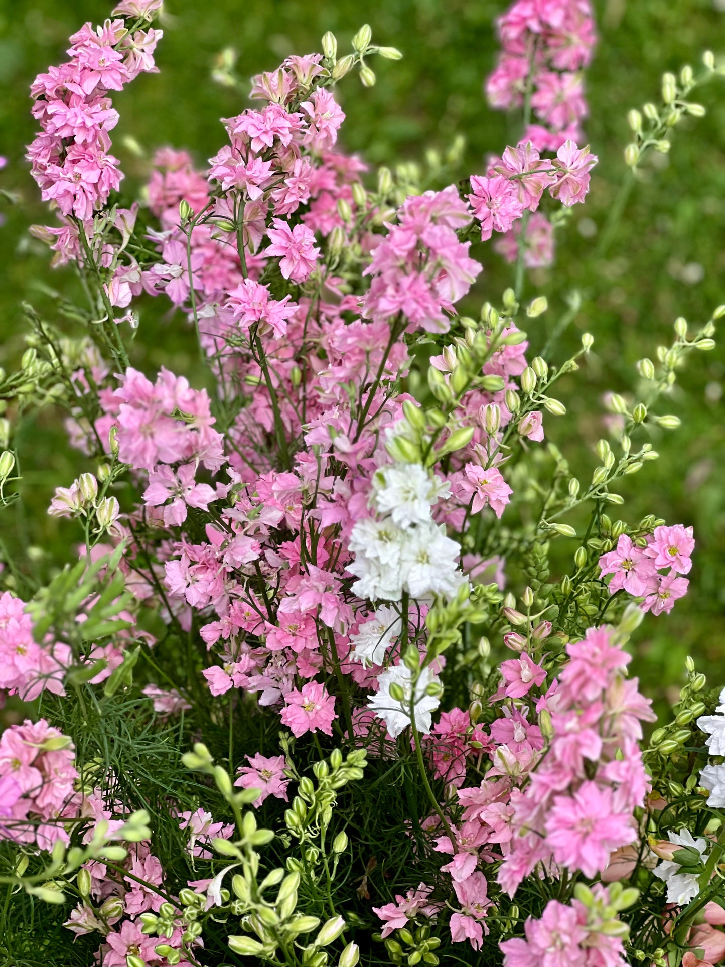 Delphinium consolida QIS® Light Pink