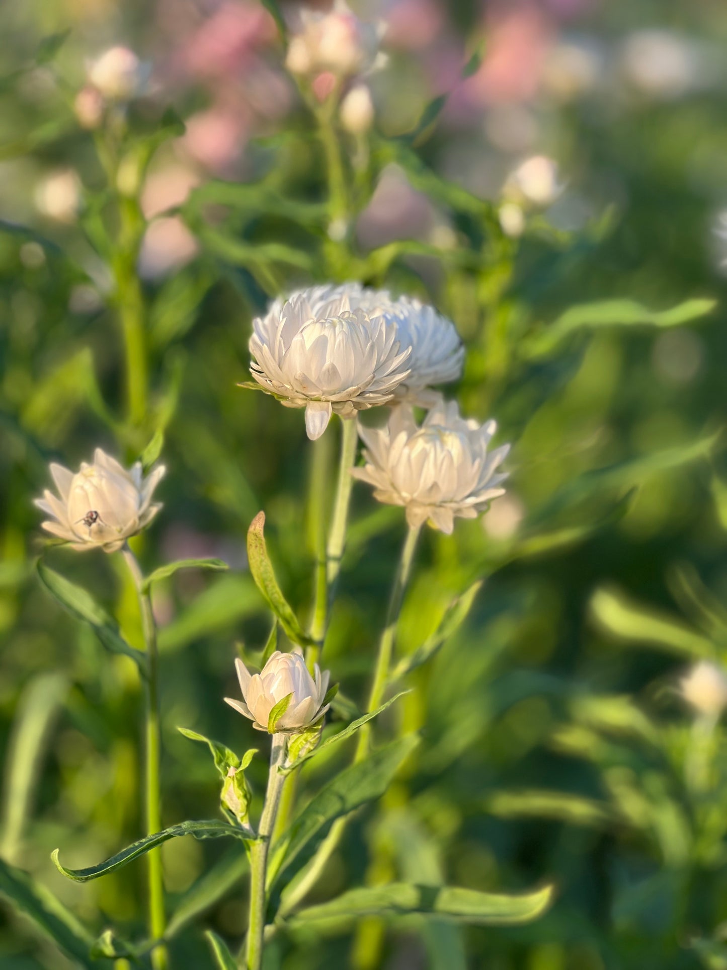 Helichrysum bracteatum |Strawflower White