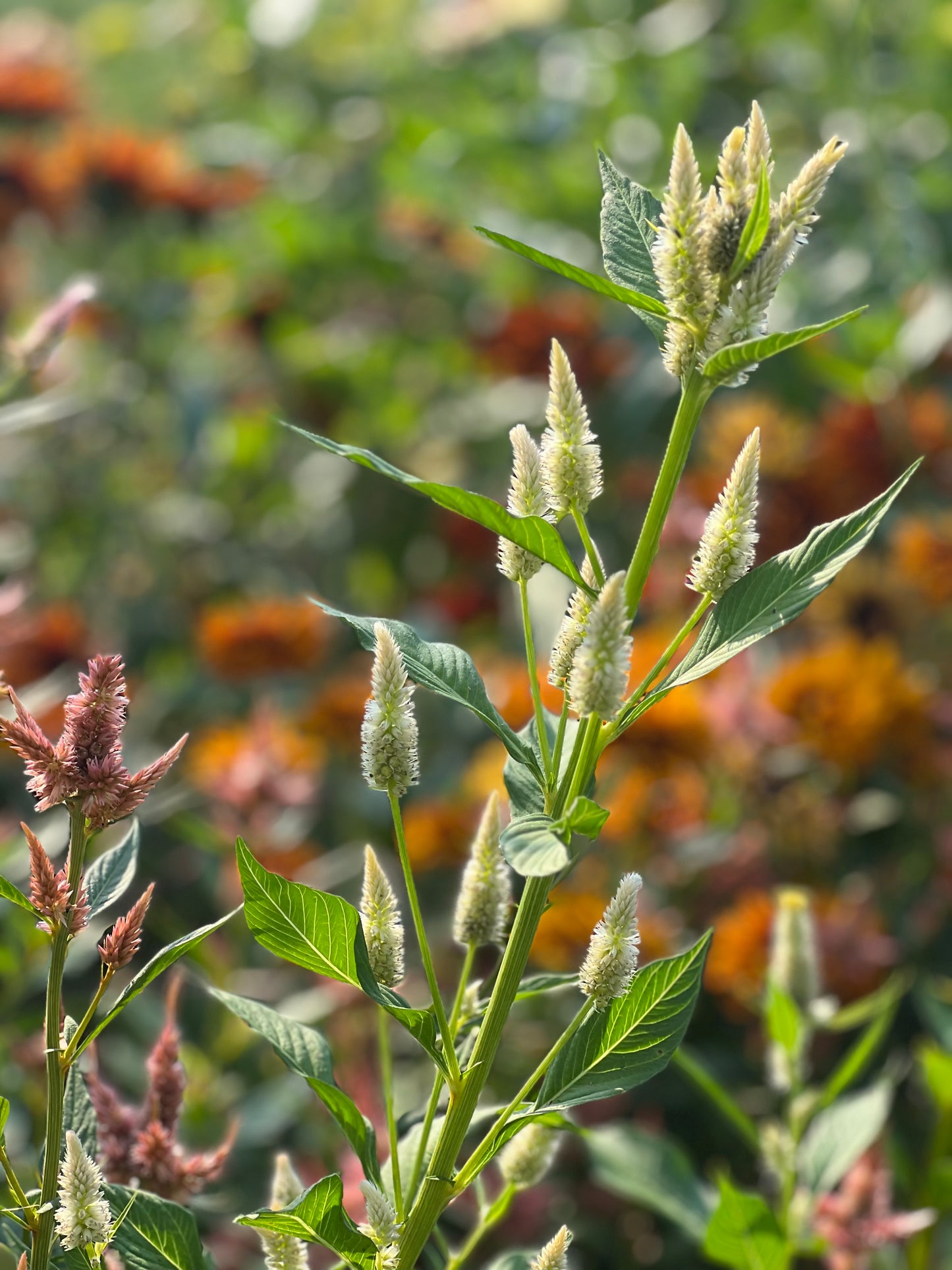 Celosia argentea cristata Light white, pink