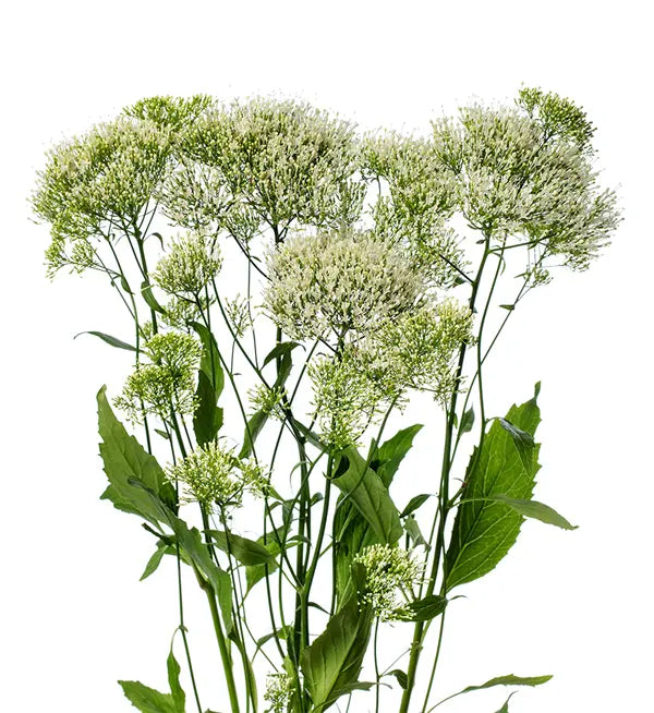 Trachelium caeruleum White Parasol