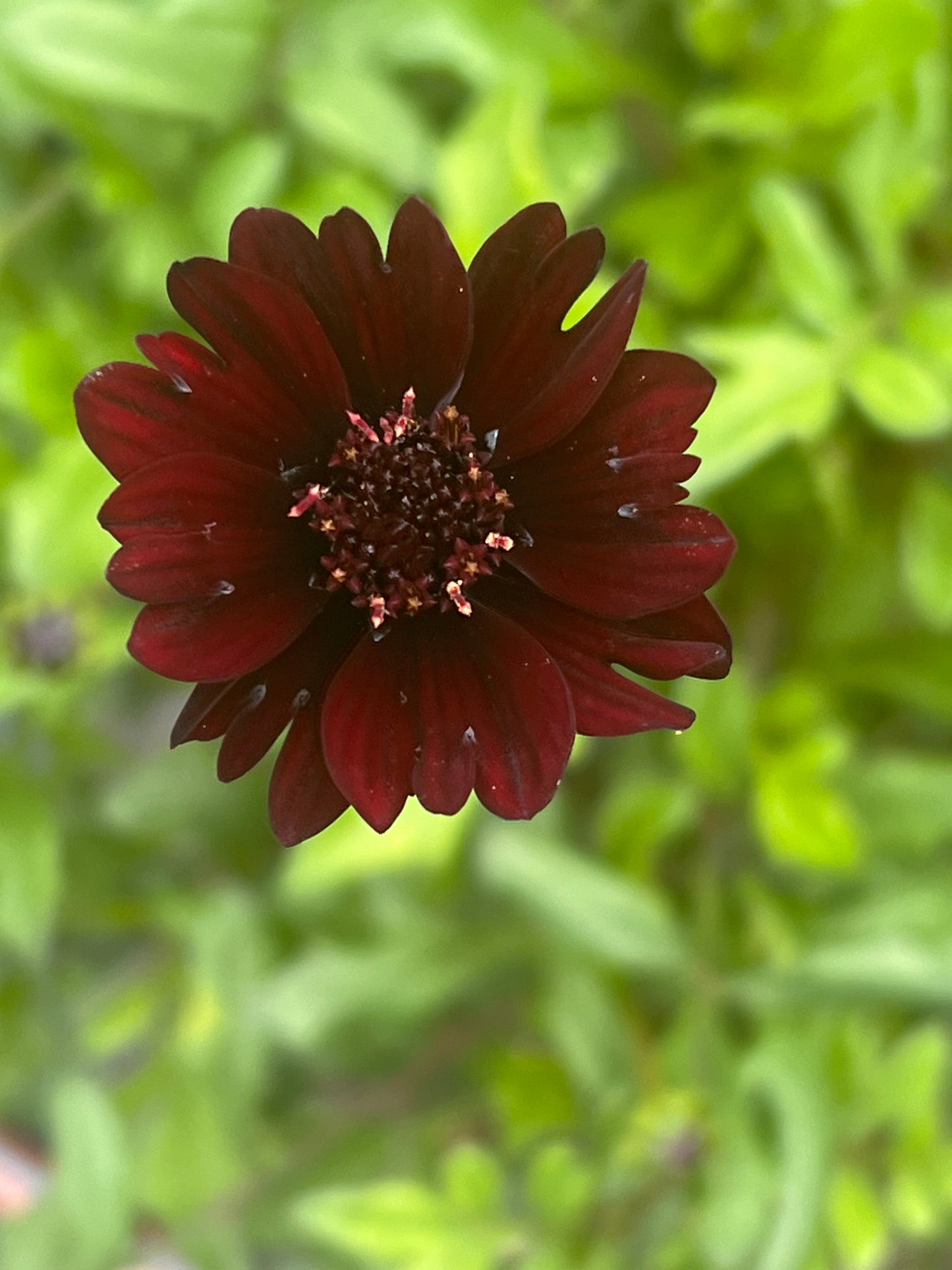 Cosmos atrosanguineus Black Magic