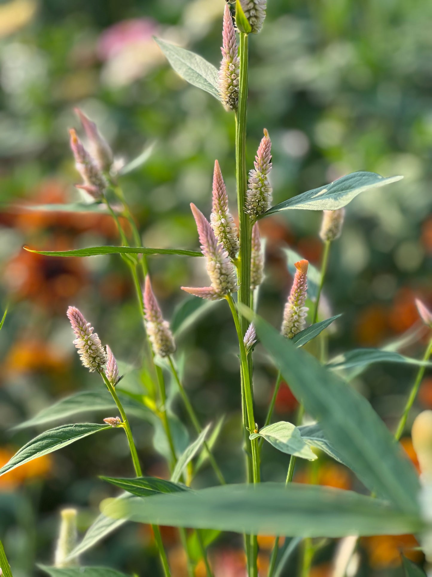 Celosia argentea cristata Light white, pink