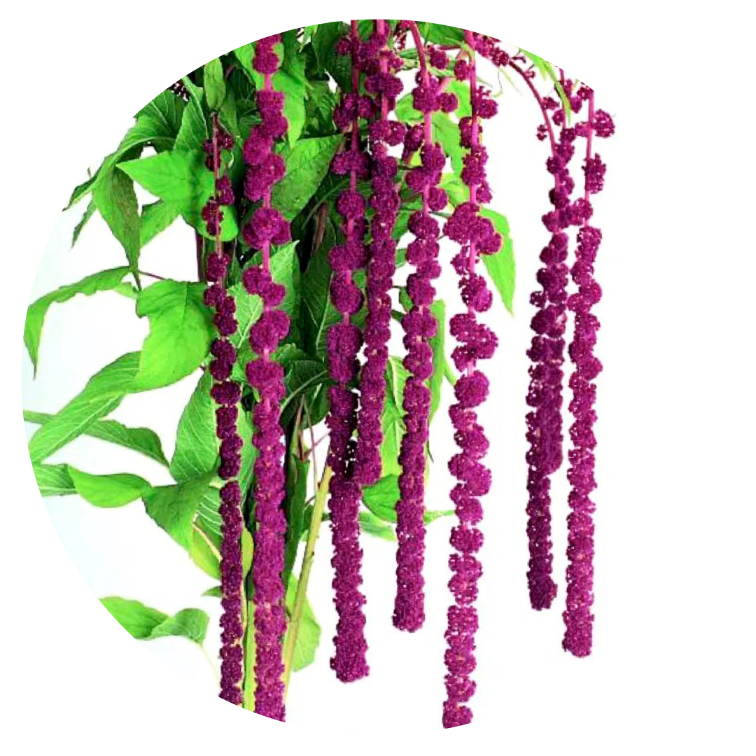 Amaranthus caudatus Pony Tails