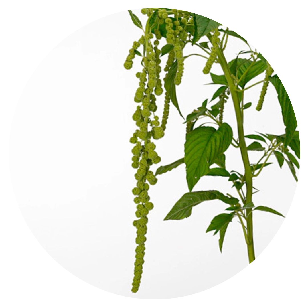 Amaranthus caudatus Green Pearls