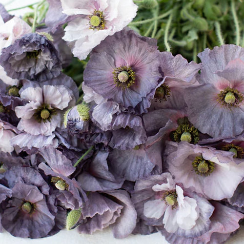 Papaver rhoeas Amazing Grey