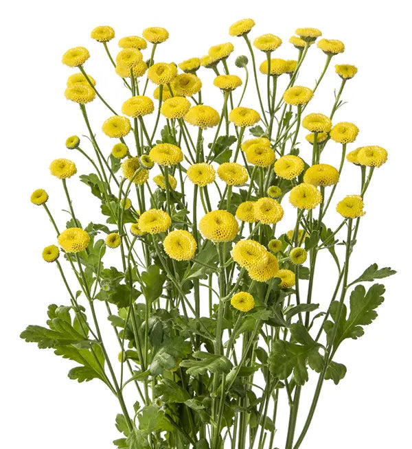 Tanacetum parthenium | Matricaria Amazone