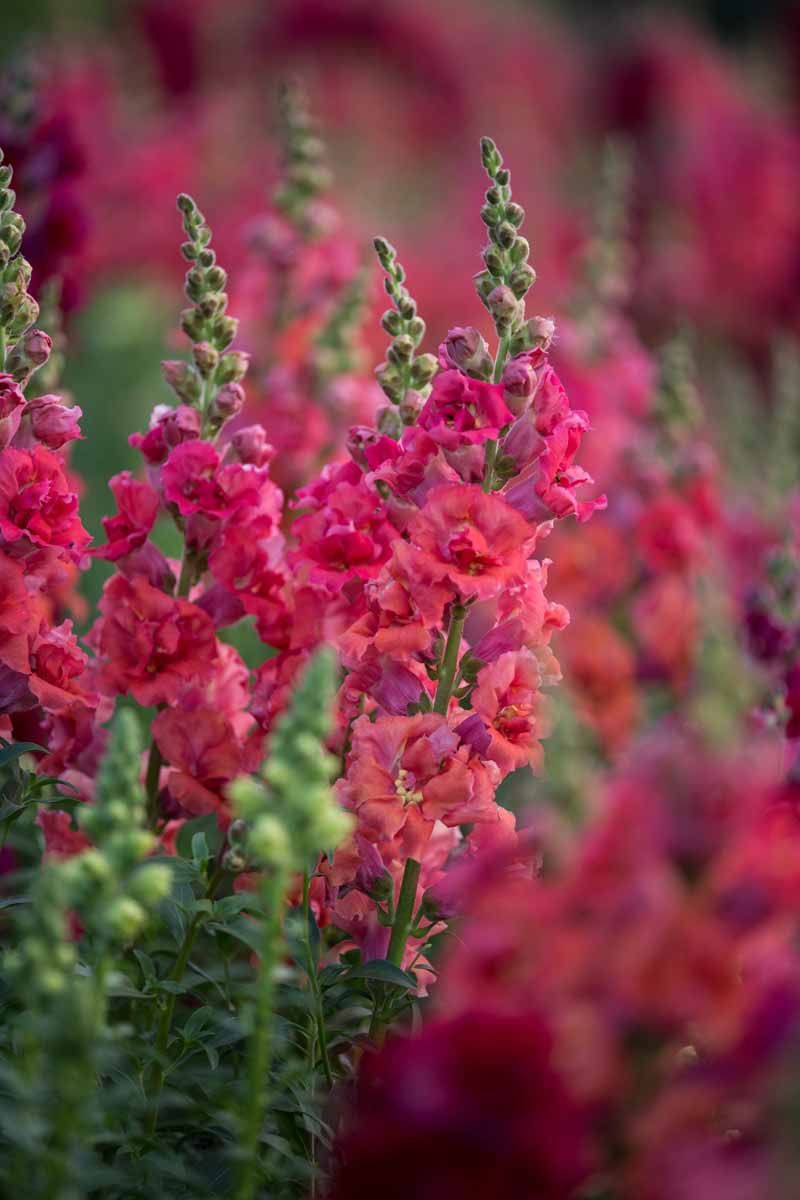 Snapdragon Madame Butterfly Red