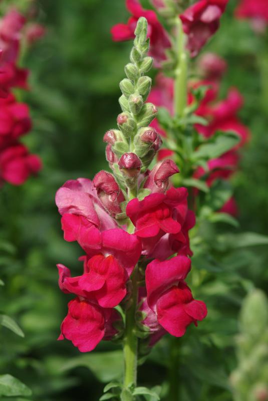 Snapdragon Potomac Royal | Group 3,4 therapyofflowers.com