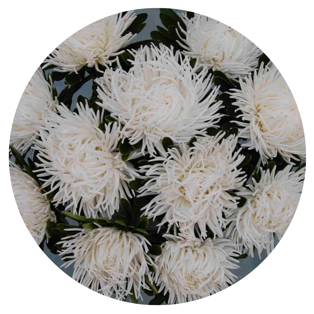 Aster Dragon White