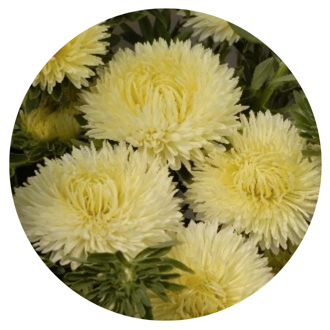 Aster Lady Coral® Yellow