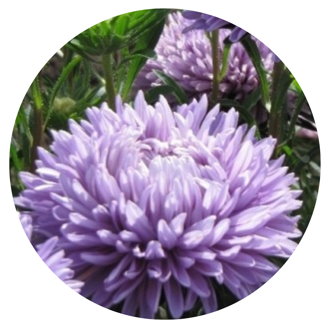 Aster Syringa Lavender