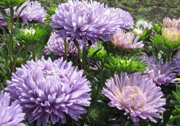 Aster Syringa Lavender