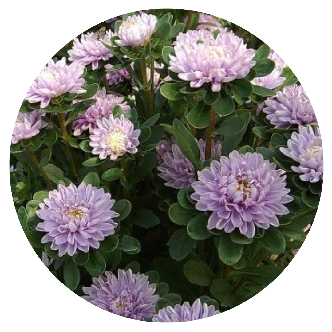 Aster Trobador Lavender